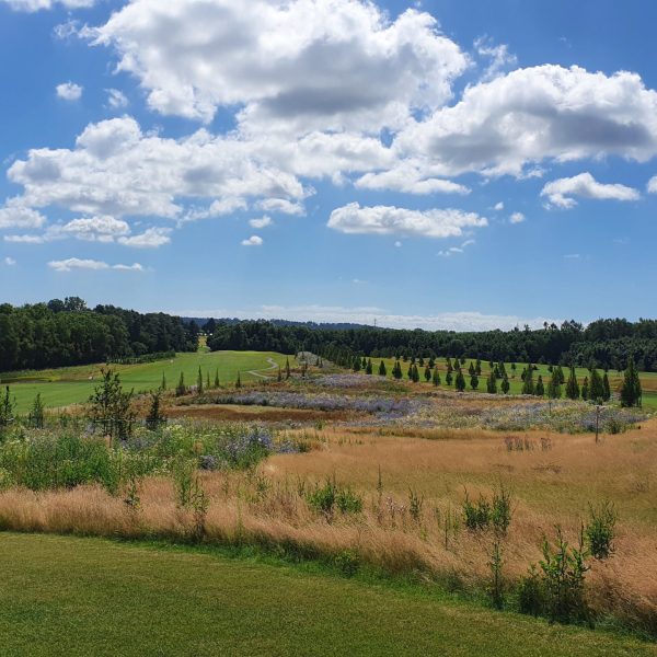 Web_Karlsruhe_Naturbelassene_Fläche_zwischen_Bahn_17_Long_Way_und_Bahn_10_Fächerstadt_Karlsruhe